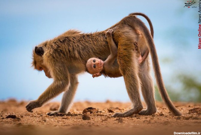 میمون سواری یک حیوان در حال انقراض +عکس