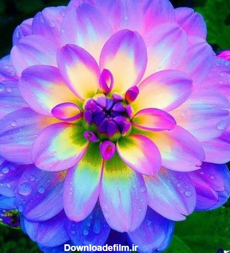 عکس گل های رنگارنگ زیبا و بسیار شاداب و با طراوت