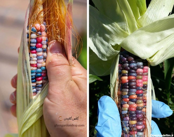 بذر ذرت گلس جم رنگین کمان (Glass Gem Corn) - گلس گاردن