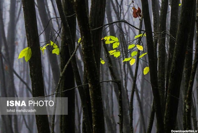 تصاویر | طبیعت پاییزی جنگل‌های ارسباران