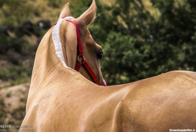 زیباترین اسب ایرانی + تصاویر