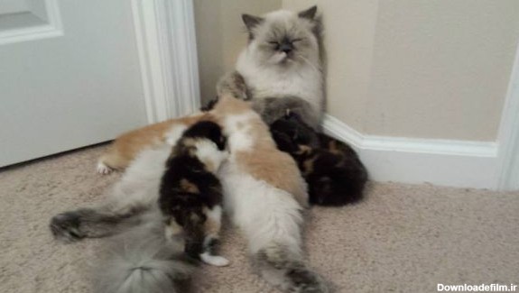 عکس بچه گریه - خانواده پیشی ها - شیرخوردن گربه ها