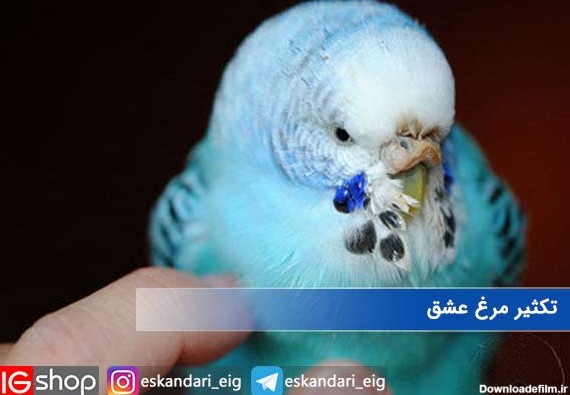 عکس داخل تخم مرغ عشق