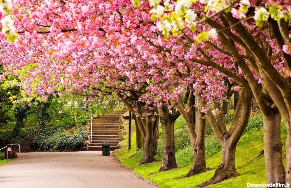 تصویر زمینه و والپیپر فصل بهار با شکوفه های صورتی