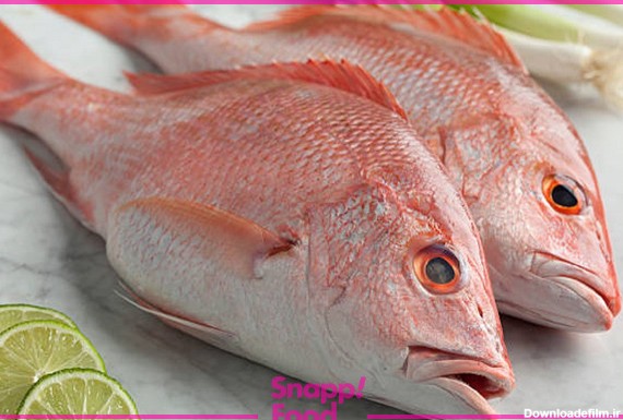 انواع ماهی جنوب و ویژگی‌های ظاهری آن‌ها | مجله اسنپ فود