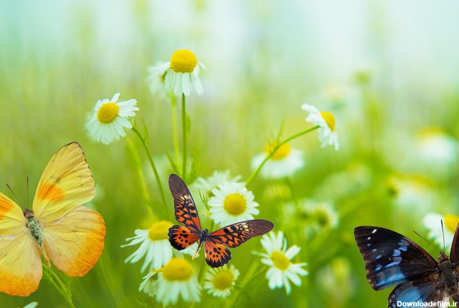 دانلود عکس با کیفیت پروانه های زیبا در طبیعت 107977 - پی اس دی فا