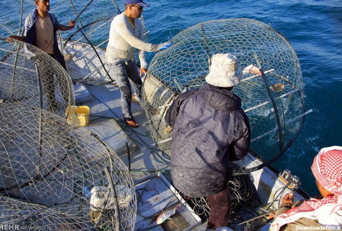 صید ماهی با قفس ماهیگیری (عکس)