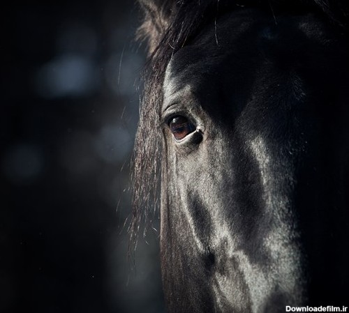 تصویر با کیفیت از نمای نزدیک صورت و چهره اسب سیاه