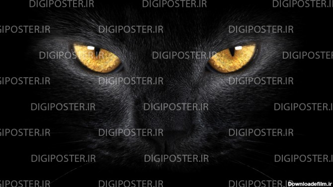 پوستردیواری سه بعدی طرح چشم گربه سیاه وحشی کد 1629 - دیجی پوستر
