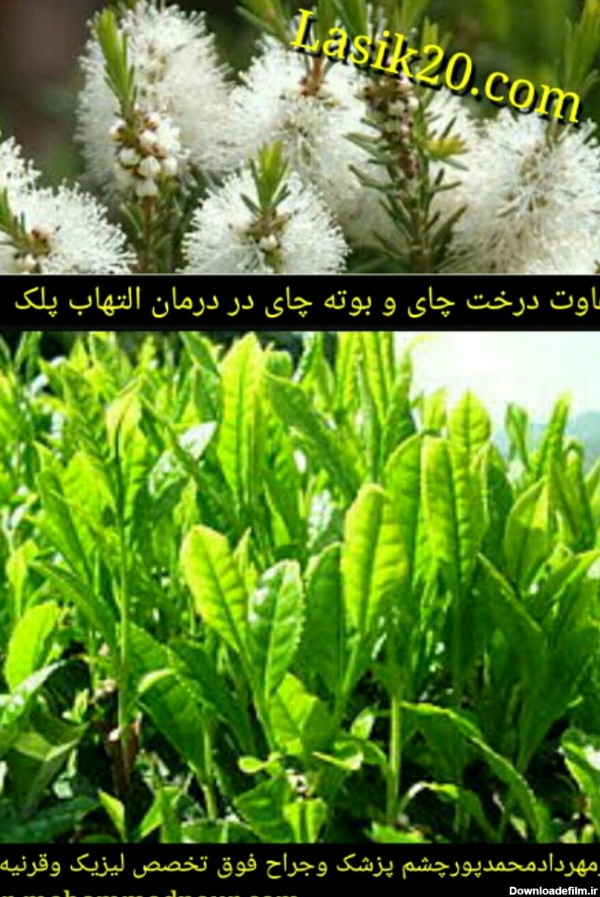 تفاوت بین درخت چایTea Tree Oil و بوته چای در درمان التهاب لبه پلک ...