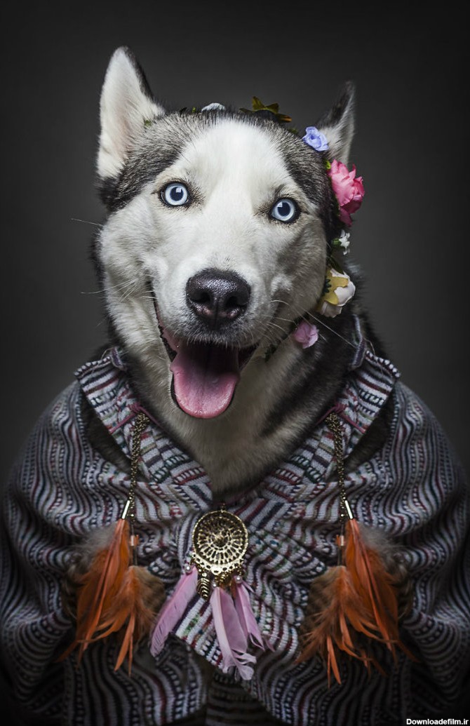 تصاویر زیبا و خلاقانه ای که سگ ها را در لباس انسان ها نشان ...