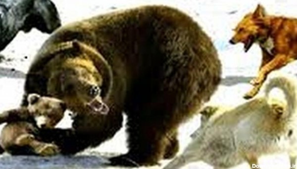جنگ ۳ سگ سرابی با خرس ۲۰۲۳ حیات وحش