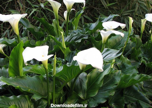 نحوه نگهداری و تکثیر گل شیپوری در خانه + نکات مهم | گل من و تو