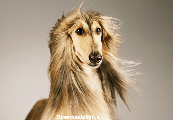 پادشاه سگ ها با موهای بلند ابریشمی +تصاویر
