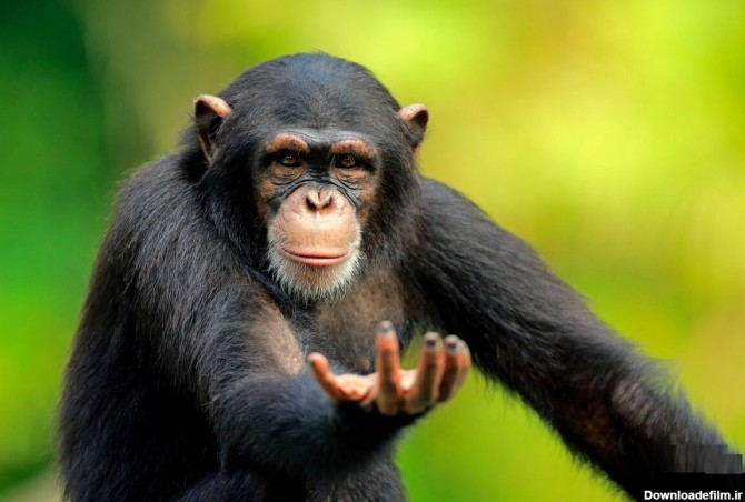 عکس) ذوق‌زدگی یک میمون بعد از دریافت پرتقال از یک توریست ...