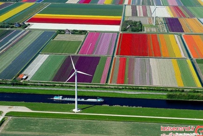 تصاویر هوایی فوق العاده زیبا از مزارع لاله در هلند | لست سکند