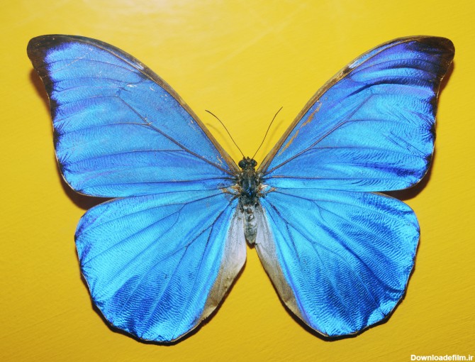 عکس پروانه آبی در زمینه زرد - مسترگراف