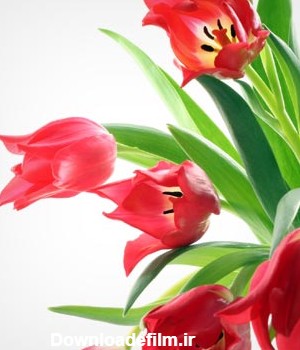 دانلود عکس با کیفیت گل های زیبای لاله وحشی