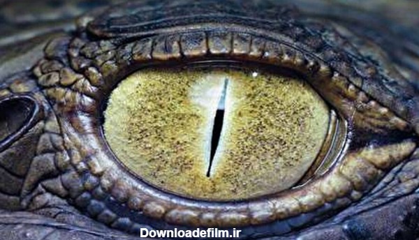 نزدیک‌ترین نما از چشم تمساح | مکانیزم جالب چشمان نافذ تمساح را ببینید