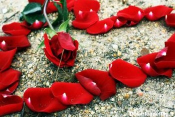 عکس عاشقانه قلب از گل رز red love flowers