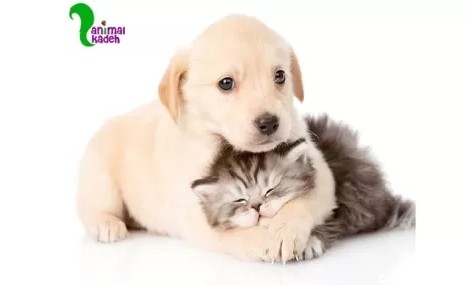 سگ و گربه | پت شاپ انیمال کده | فروش غذای سگ و گربه | ملزومات و ...