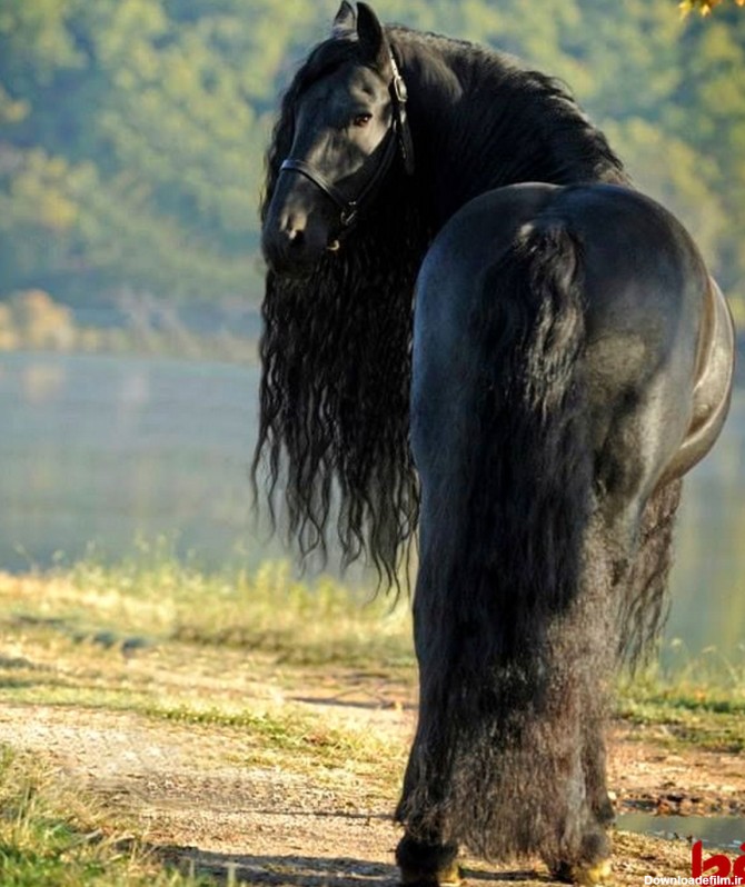 زیباترین اسب دنیا +تصاویر