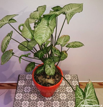 رازهای نگهداری گیاهان آپارتمانی | پایگاه خبری جماران