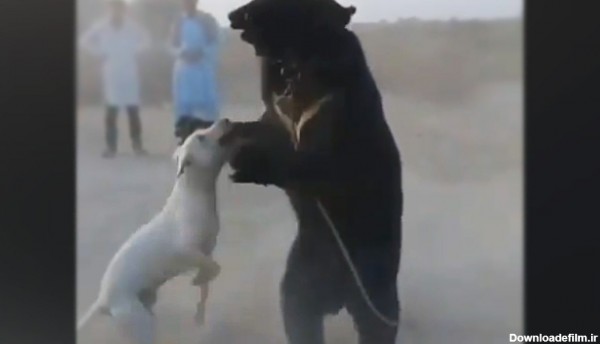 فیلم| تماشای نبرد سگ وحشی و خرس!