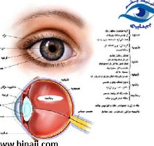 عکس از ساختار چشم انسان