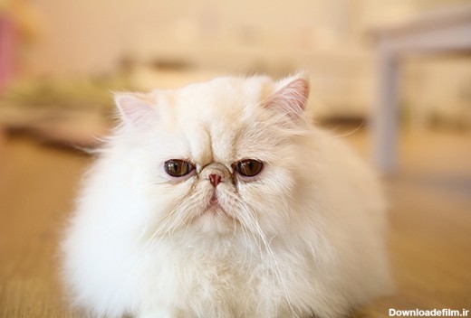 جذاب‌ترین و شیرین‌ترین نژاد گربه‌های جهان