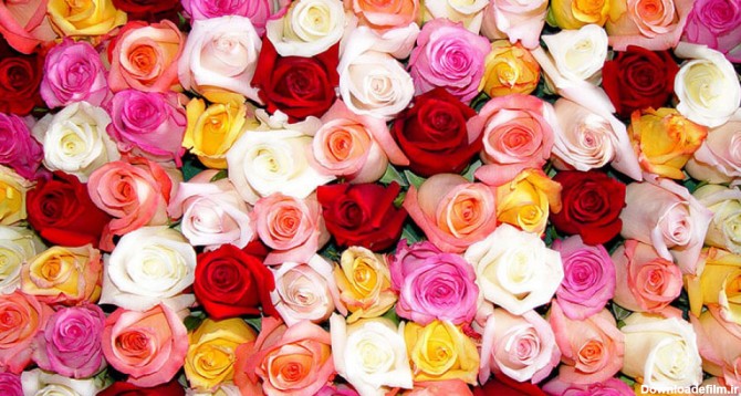 معنی و نماد انواع رنگ‌های گل رز [ سفارش و ارسال گل به سراسر ...