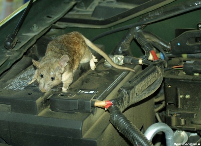 فرارو | (ویدئو) لانه موش داخل رادیاتور یک ماشین