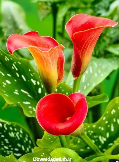 گالری عکس گل شیپوری و آشنایی بیشتر با انواع این گل زیبا