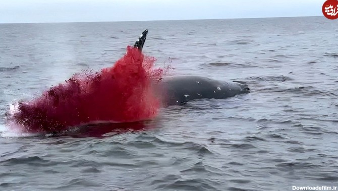 ویدیو) لحظه انفجار وحشتناک نهنگ وسط اقیانوس
