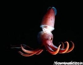 عکس ماهی مرکب