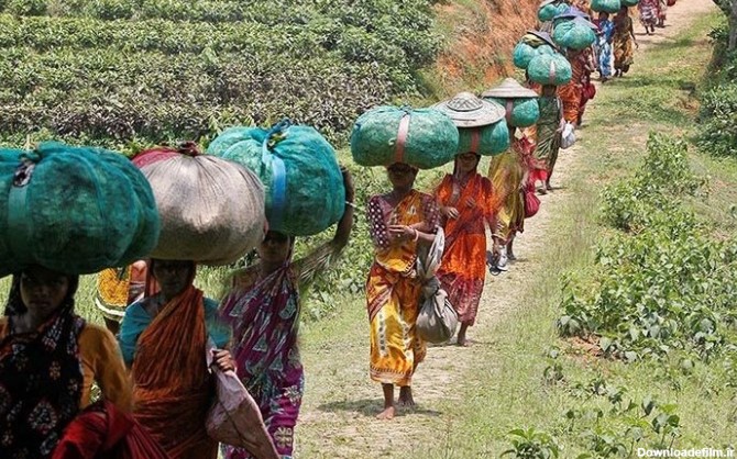عکس | زنان هندی کارگر در مزارع چای