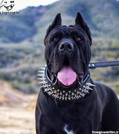 عکس سگ بزرگ مشکی