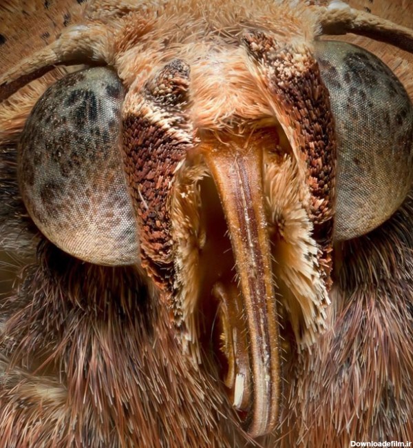عکس ماکرو از حشرات - چشم و چهره حشرات