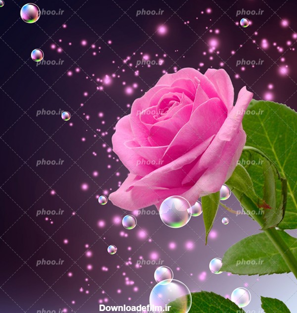 عکس با کیفیت حباب ها در اطراف گل رز صورتی زیبا در پس زمینه مشکی با ...