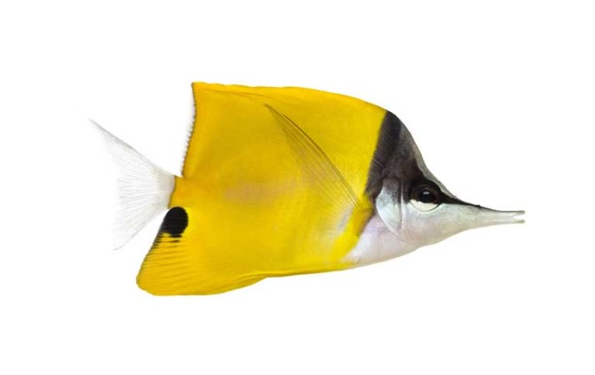 دانلود طرح ماهی زرد