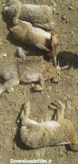 شکارچیان غیرمجاز خرگوش در لرستان دستگیر شدند - خبرگزاری مهر ...