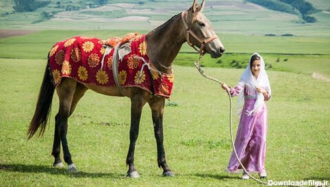 اسب حیوانی جدا نشدنی از فرهنگ ترکمن‌ های ایران | لست سکند