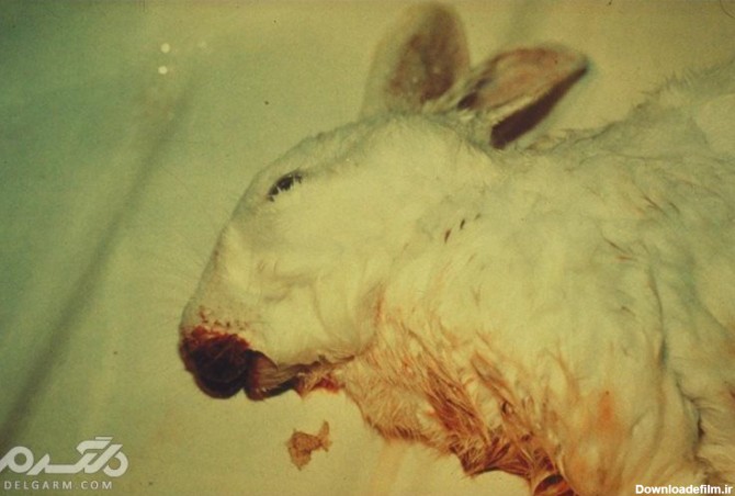 معرفی ۱۲ بیماری خطرناک که جان خرگوش را به خطر می اندازد