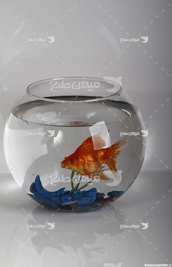 عکس تنگ ماهی برای پروفایل