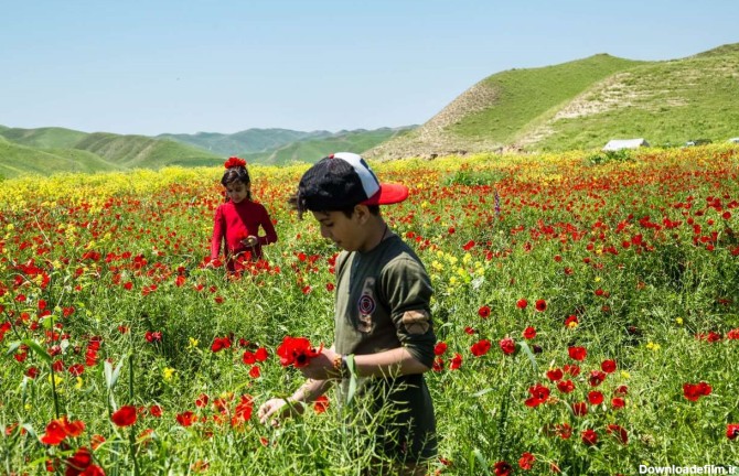 طبیعت بهاری استان گلستان+تصاویر