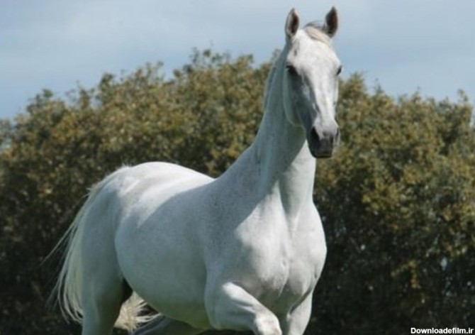 خرید و فروش اسب ترکمن سفید با شرایط فوق العاده - آراد برندینگ