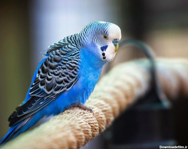 عکس مرغ عشق زیبای آبی رنگ با کیفیت بالا
