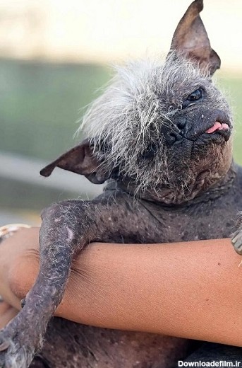 زشت ترین سگ جهان در سال 2022 معرفی شد - تکراتو
