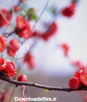 عکس با کیفیت از درخت با شکوفه های زیبای بهاری با فرمت jpg