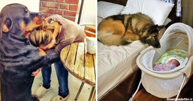 عکس های بامزه از ارتباط عاطفی سگ ها و صاحبانشان